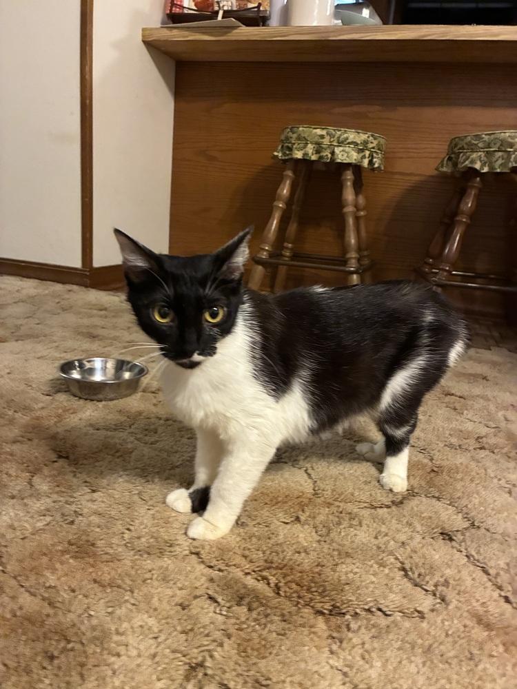 Enlarge Meekro, a Adoptable Domestic Short Hair in Little Rock, AR image 2/4