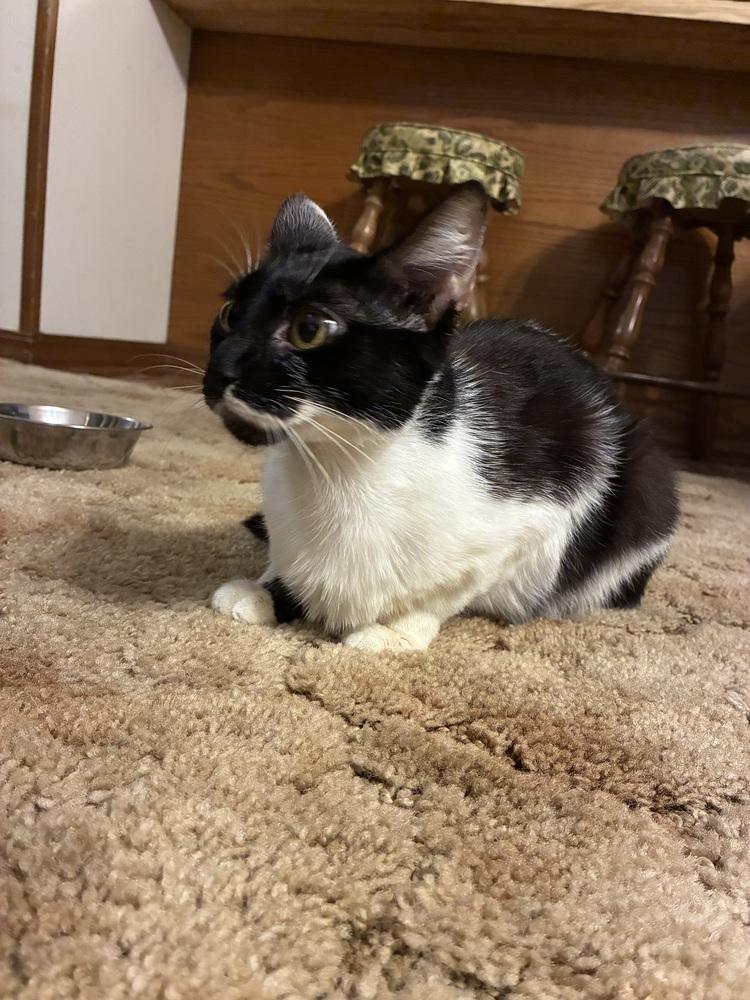 Enlarge Meekro, a Adoptable Domestic Short Hair in Little Rock, AR image 3/4