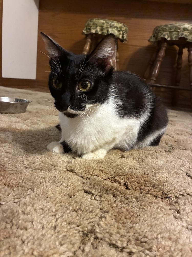Enlarge Meekro, a Adoptable Domestic Short Hair in Little Rock, AR image 4/4