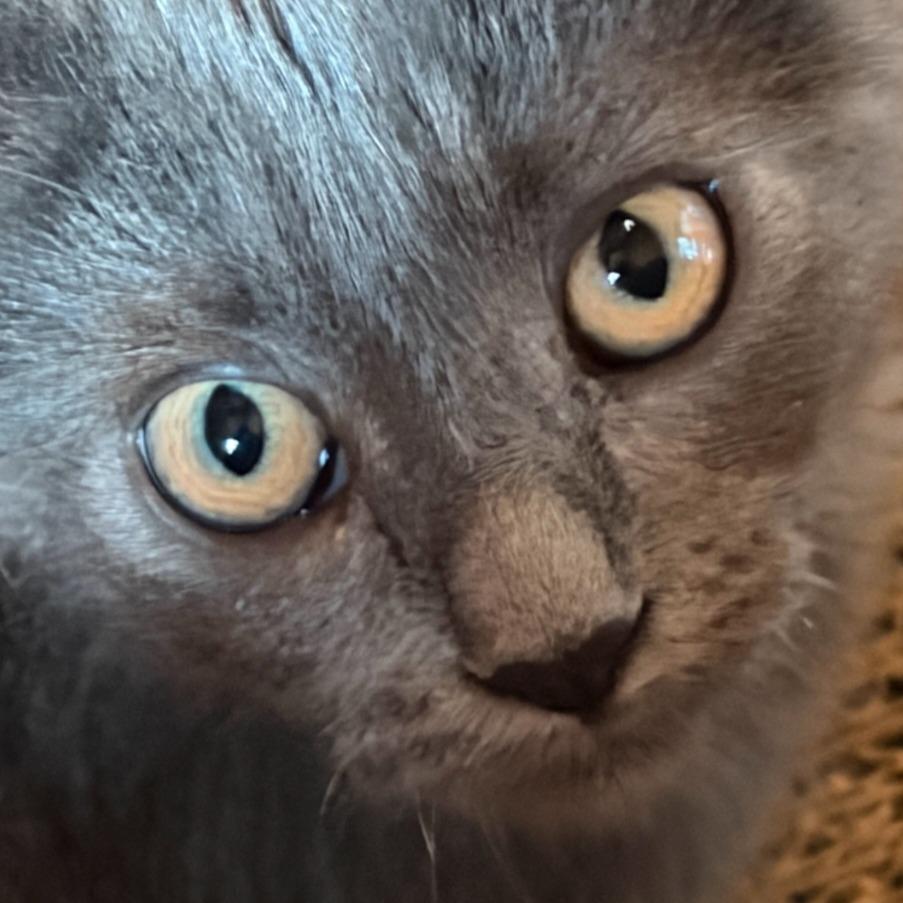 Astra, Adoptable, Kitten Female Domestic Long Hair.