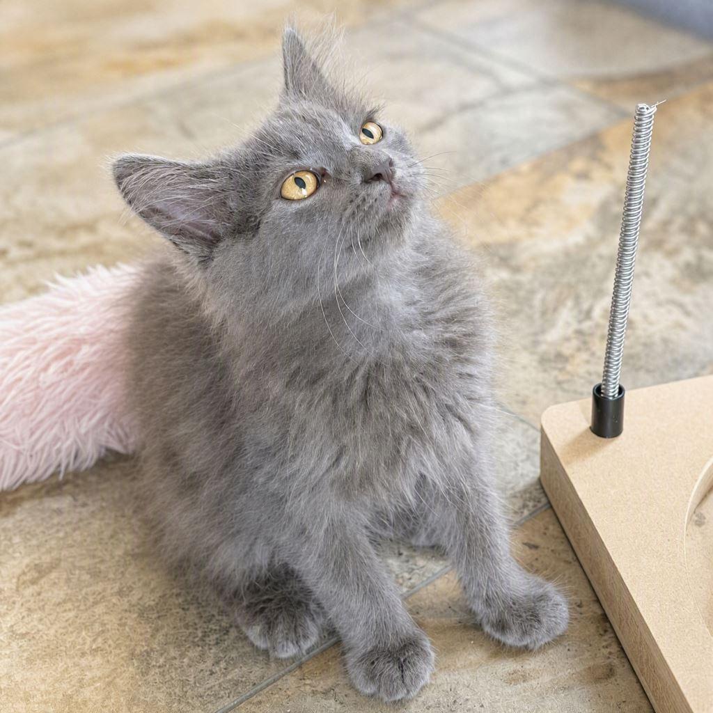 Enlarge Astra, a Adoptable Domestic Long Hair in Traverse City, MI image 2/5