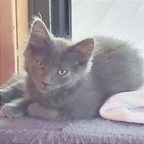 Enlarge Astra, a Adoptable Domestic Long Hair in Traverse City, MI image 3/5