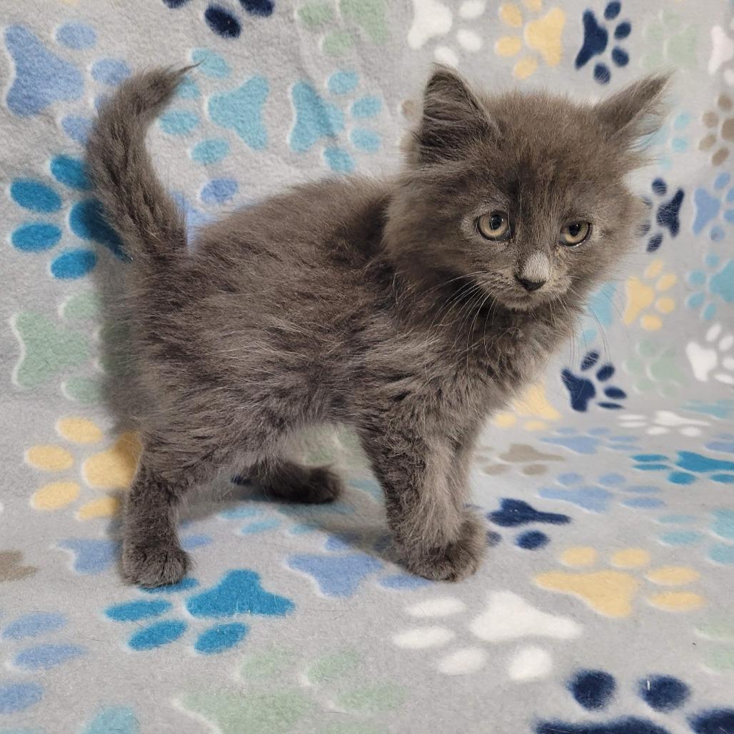 Enlarge Astra, a Adoptable Domestic Long Hair in Traverse City, MI image 4/5