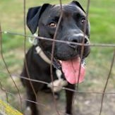 ZZ - Classified Ad - Charlie (Courtesy Listing - Not affiliated with Planned Pethood)