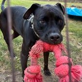 ZZ - Classified Ad - Charlie (Courtesy Listing - Not affiliated with Planned Pethood)