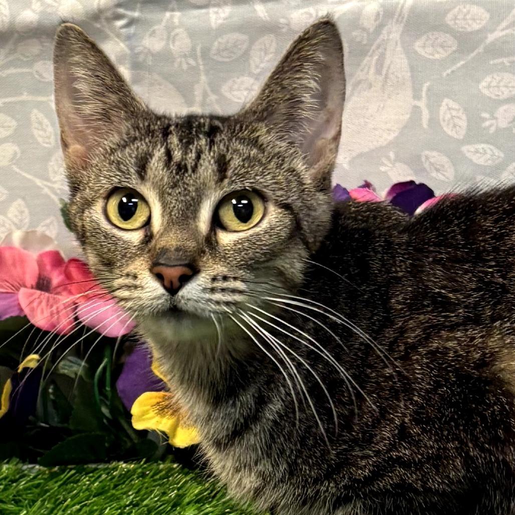 Pixie Hollow, Adoptable, Adult Female Domestic Short Hair.