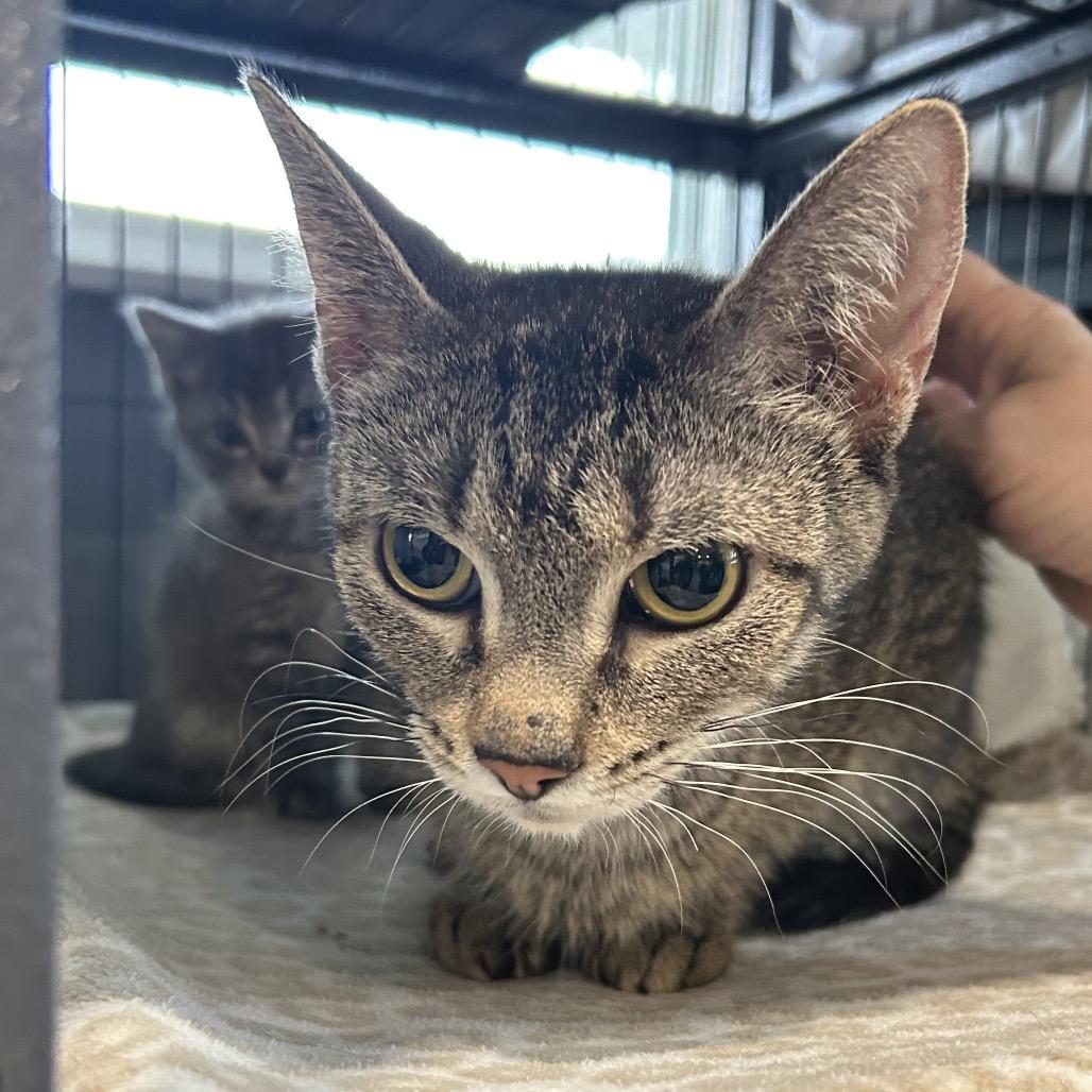 Enlarge Pixie Hollow, a Adoptable Domestic Short Hair in Muncie, IN image 3/3