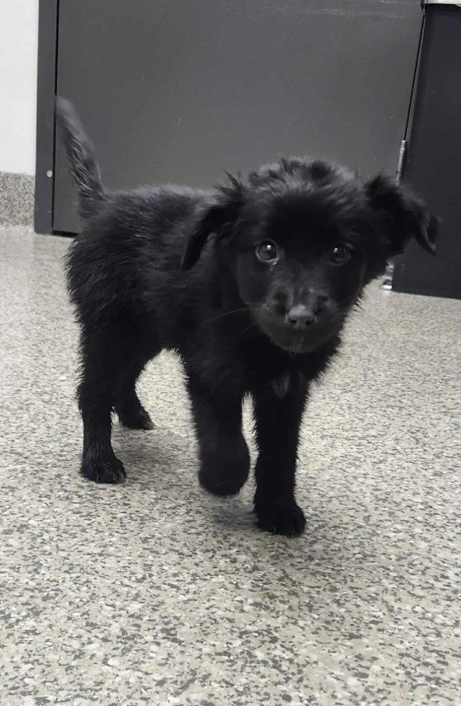 Enlarge Sodium, a Adoptable mixed breed in Van Wert, OH image 1/1