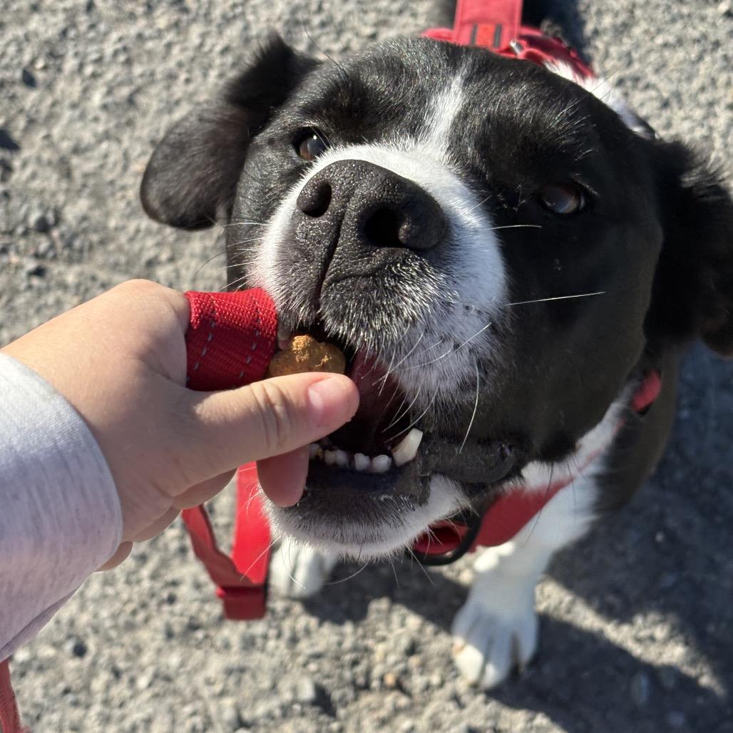 Stan, Adoptable, Adult Male Border Collie.