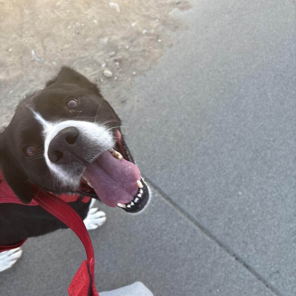 Stan, a Adoptable Border Collie in Benton City, WA image 2/4