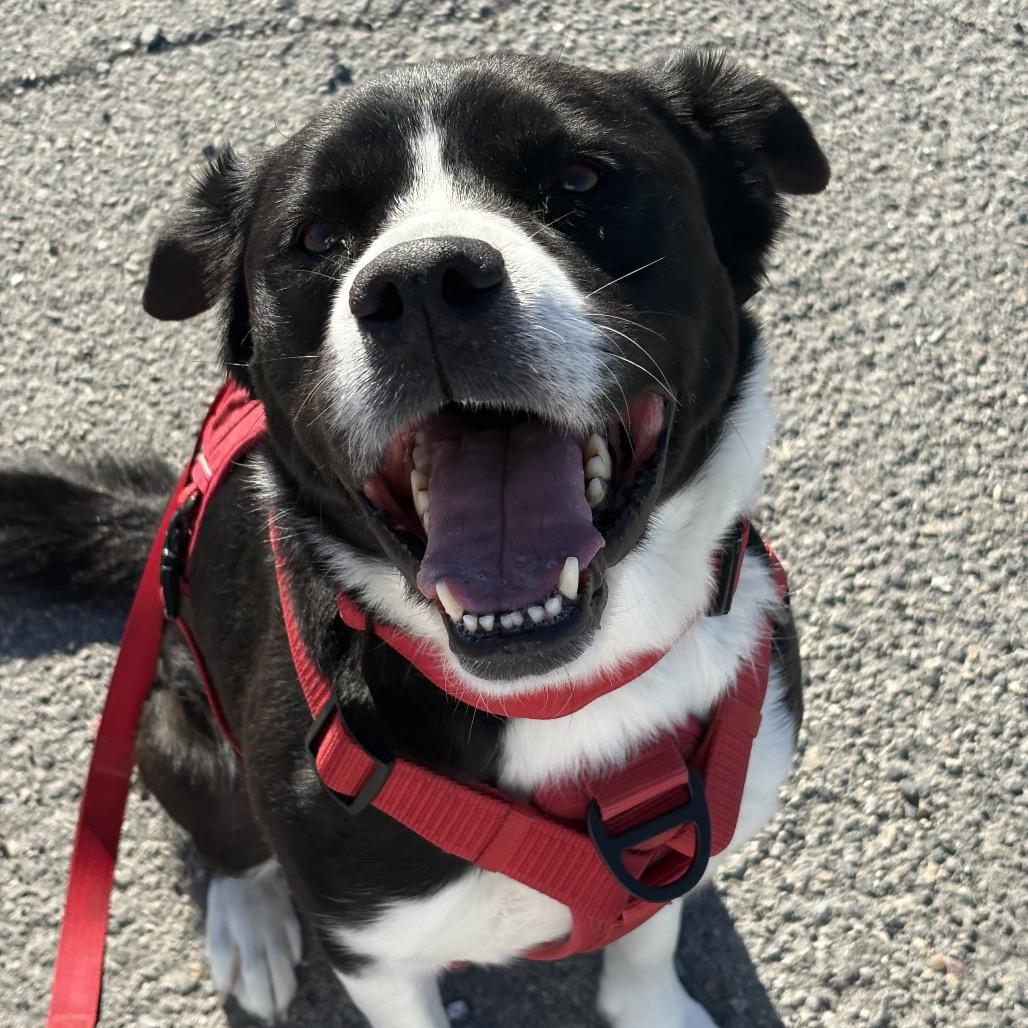 Stan, a Adoptable Border Collie in Benton City, WA image 3/4