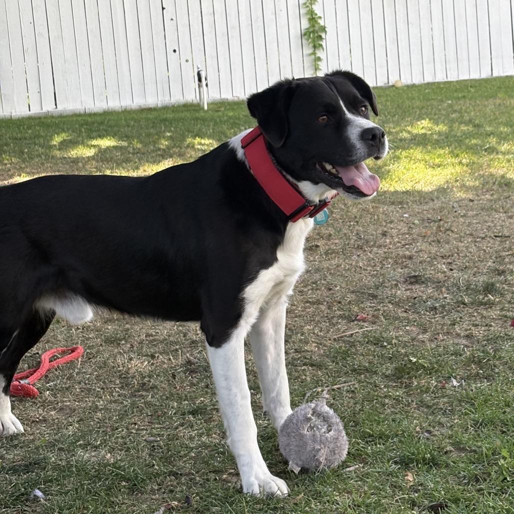 Stan, a Adoptable Border Collie in Benton City, WA image 4/4