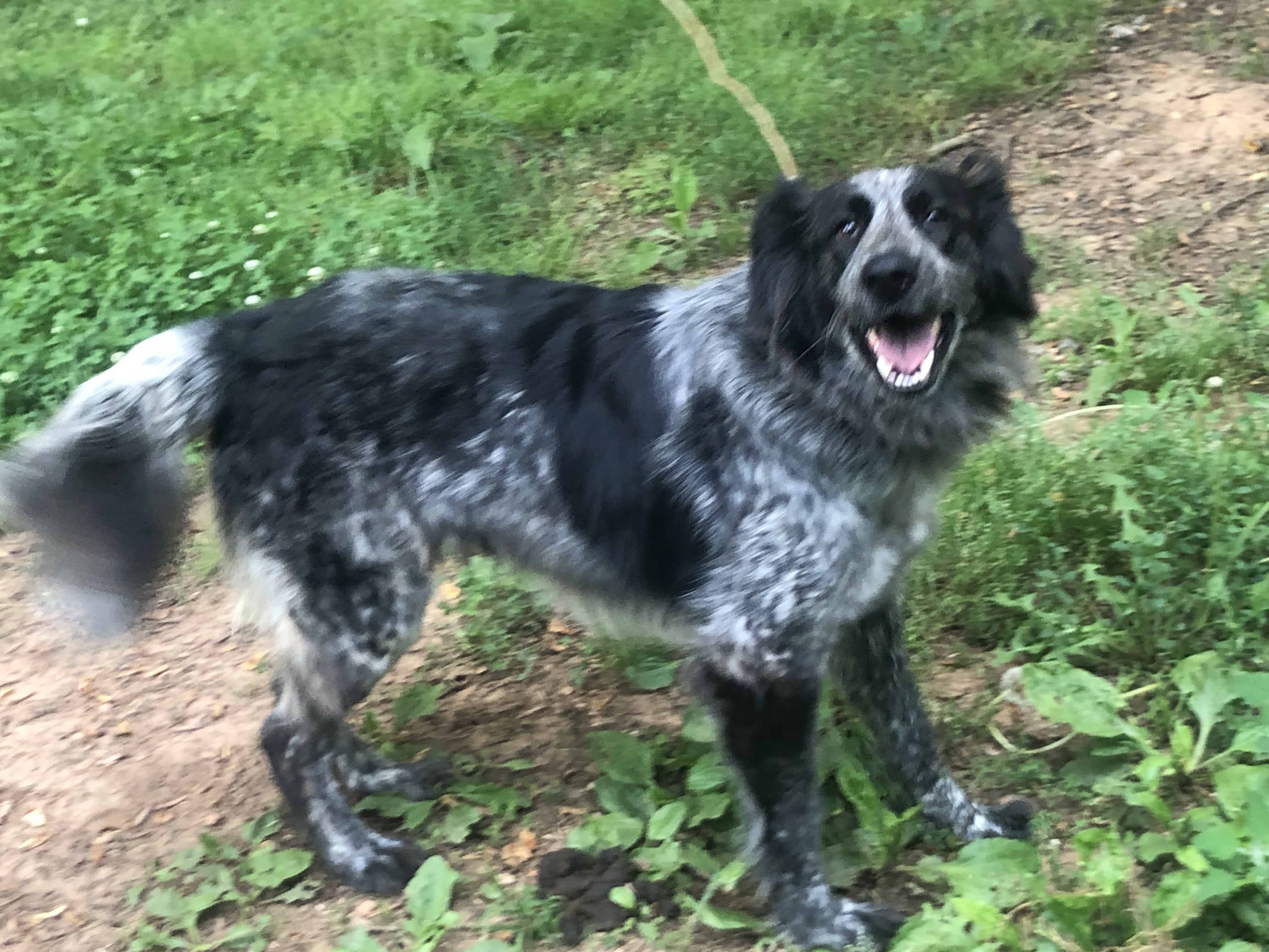 Brittany, a Adoptable mixed breed in Gum Spring, VA image 1/4