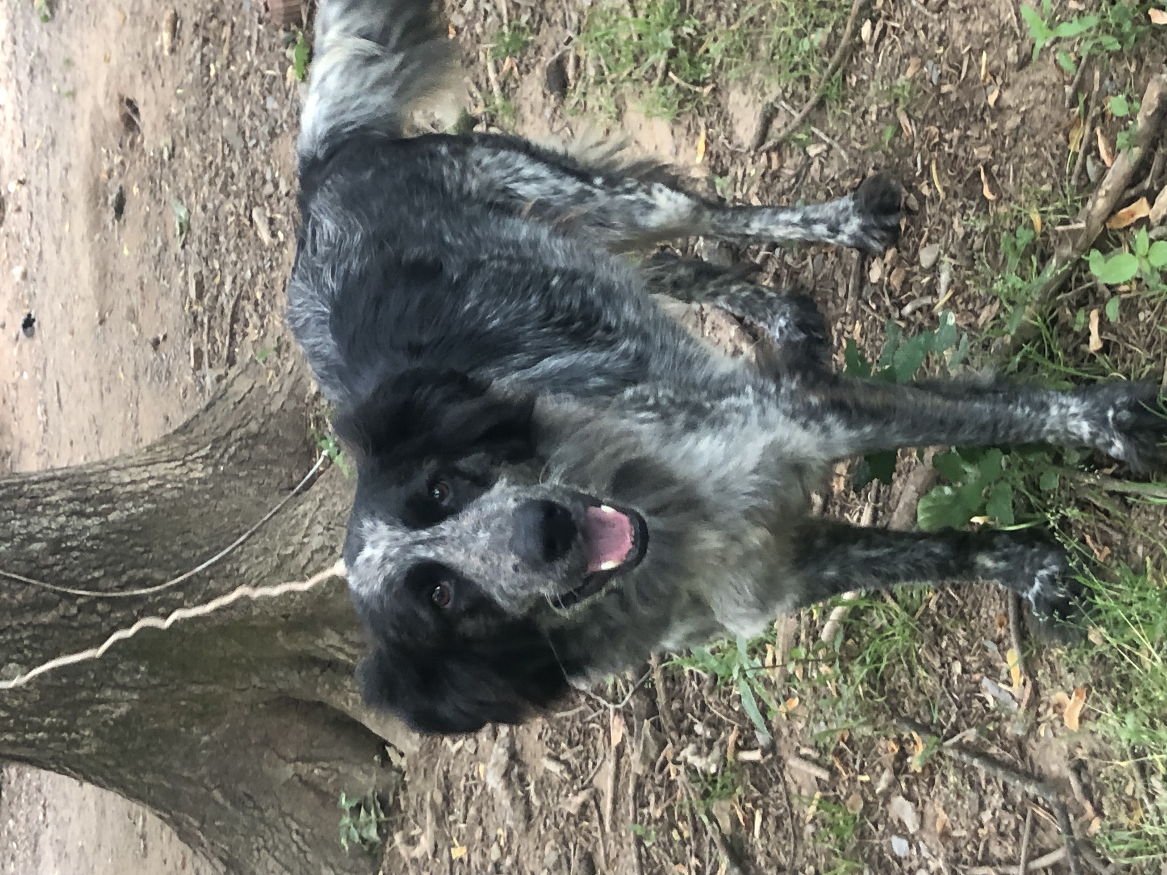 Brittany, a Adoptable mixed breed in Gum Spring, VA image 2/4