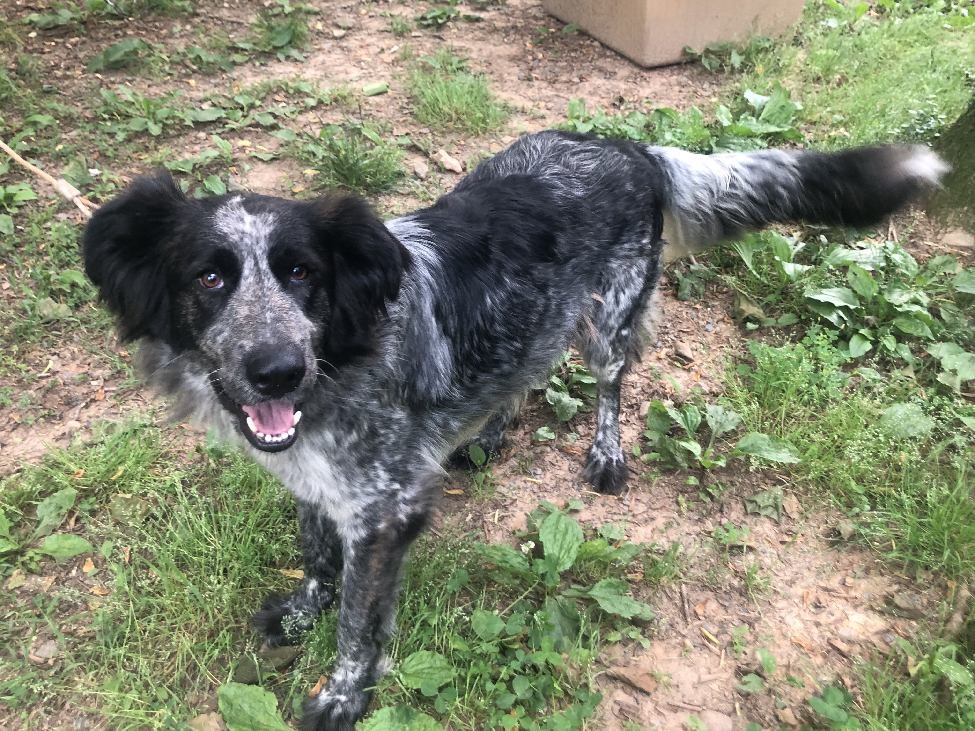 Brittany, a Adoptable mixed breed in Gum Spring, VA image 3/4
