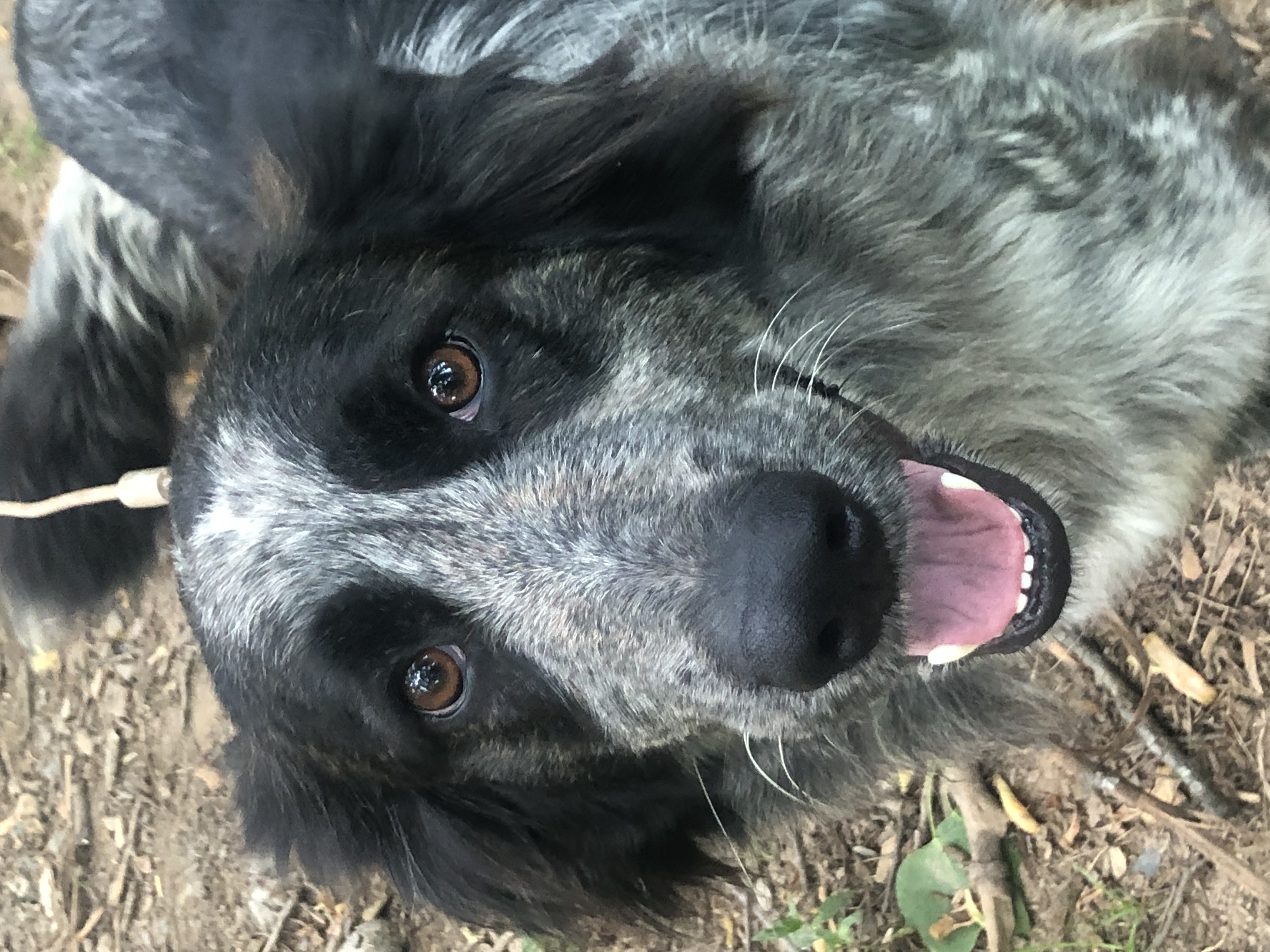 Brittany, a Adoptable mixed breed in Gum Spring, VA image 4/4