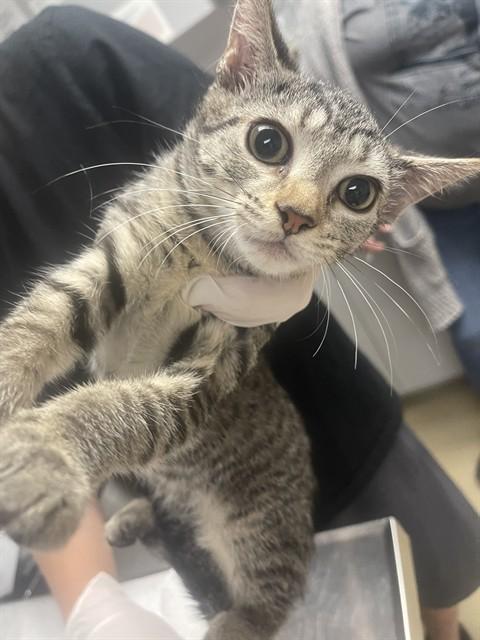 Enlarge SPINDRIFT, a Adoptable Domestic Short Hair in Easton, MD image 1/1