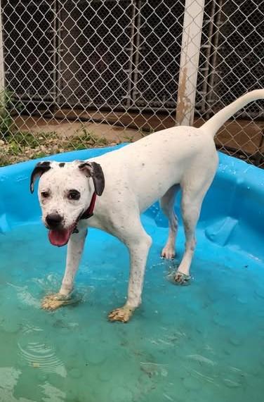 MISSY MISS, a ADOPTABLE mixed breed in Reed City, MI image 3/4