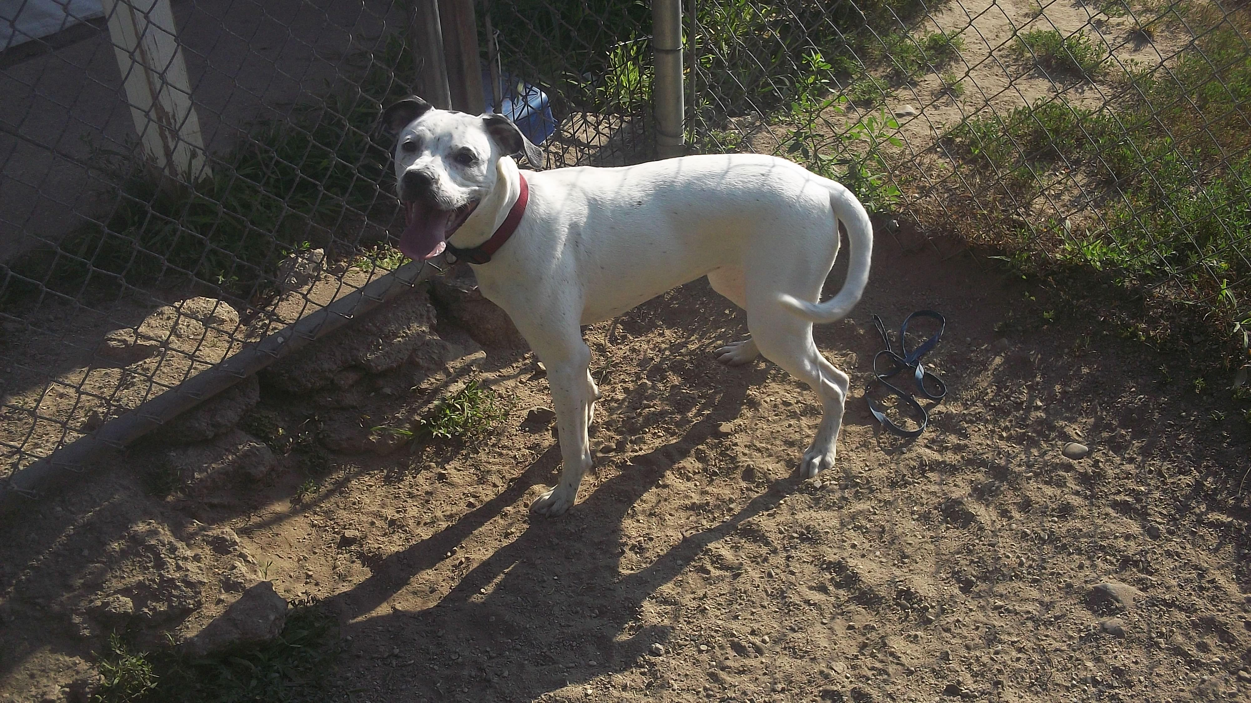 MISSY MISS, a ADOPTABLE mixed breed in Reed City, MI image 4/4