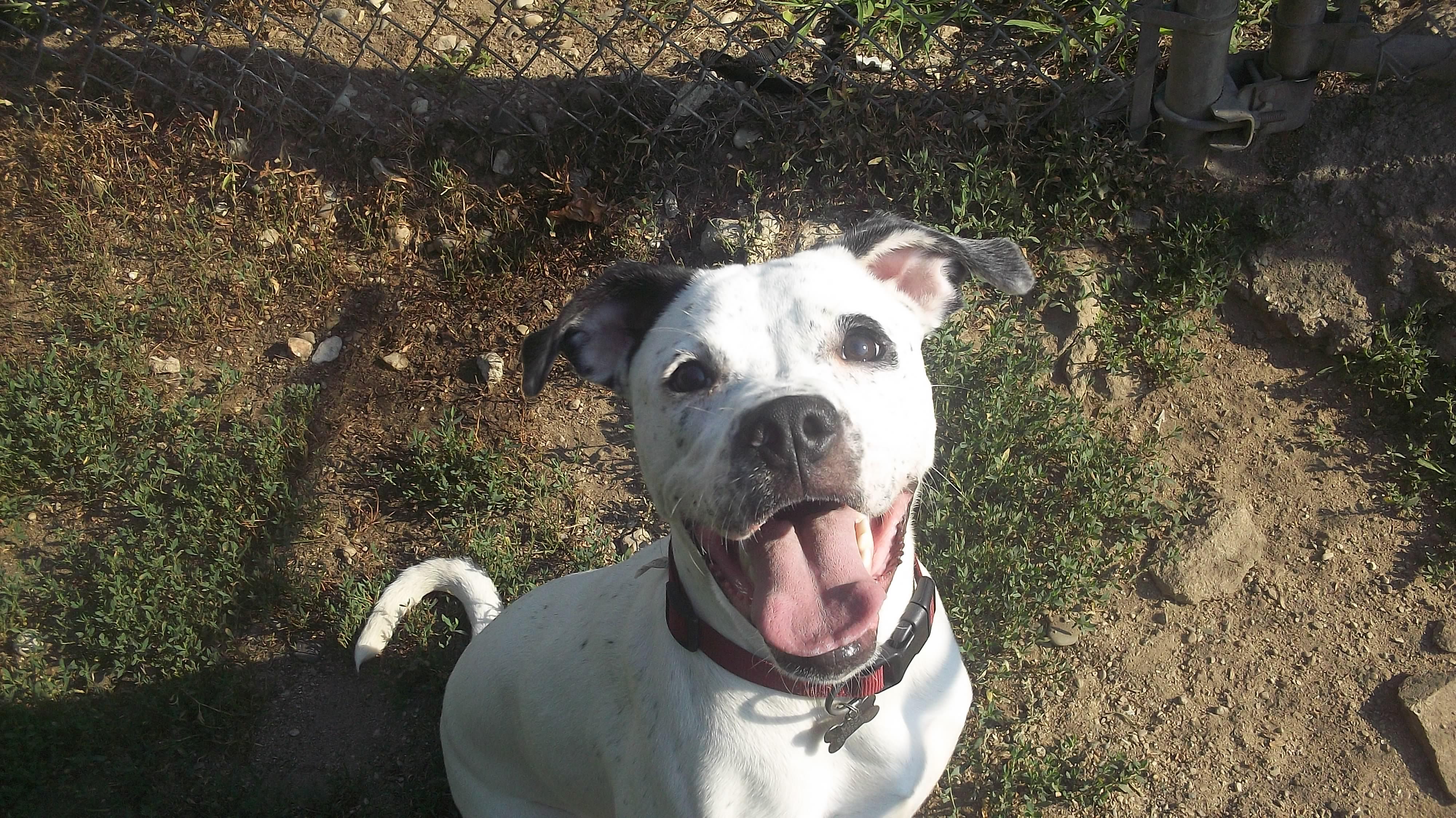 MISSY MISS, a ADOPTABLE mixed breed in Reed City, MI image 1/4