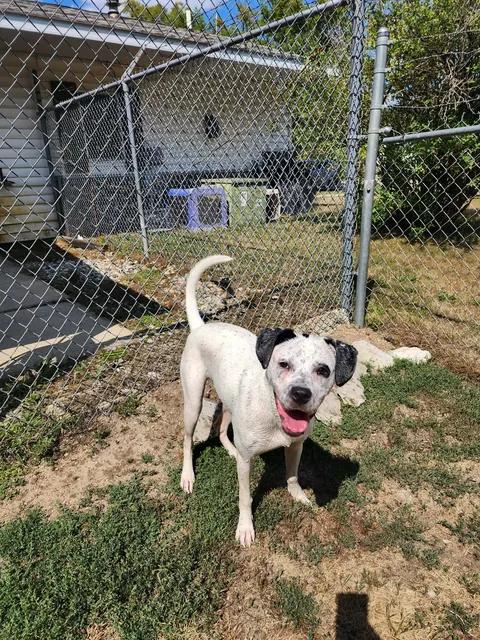 MISSY MISS, a ADOPTABLE mixed breed in Reed City, MI image 2/4