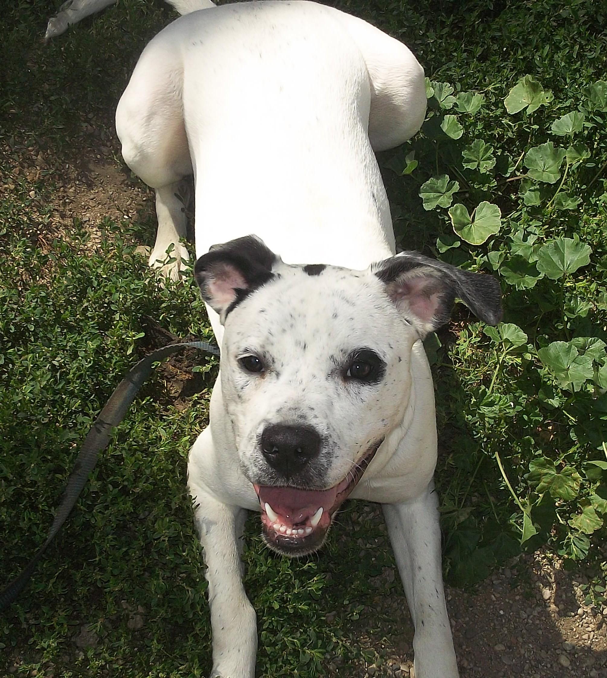 Enlarge MISSY MISS, a Adoptable mixed breed in Reed City, MI image 5/5