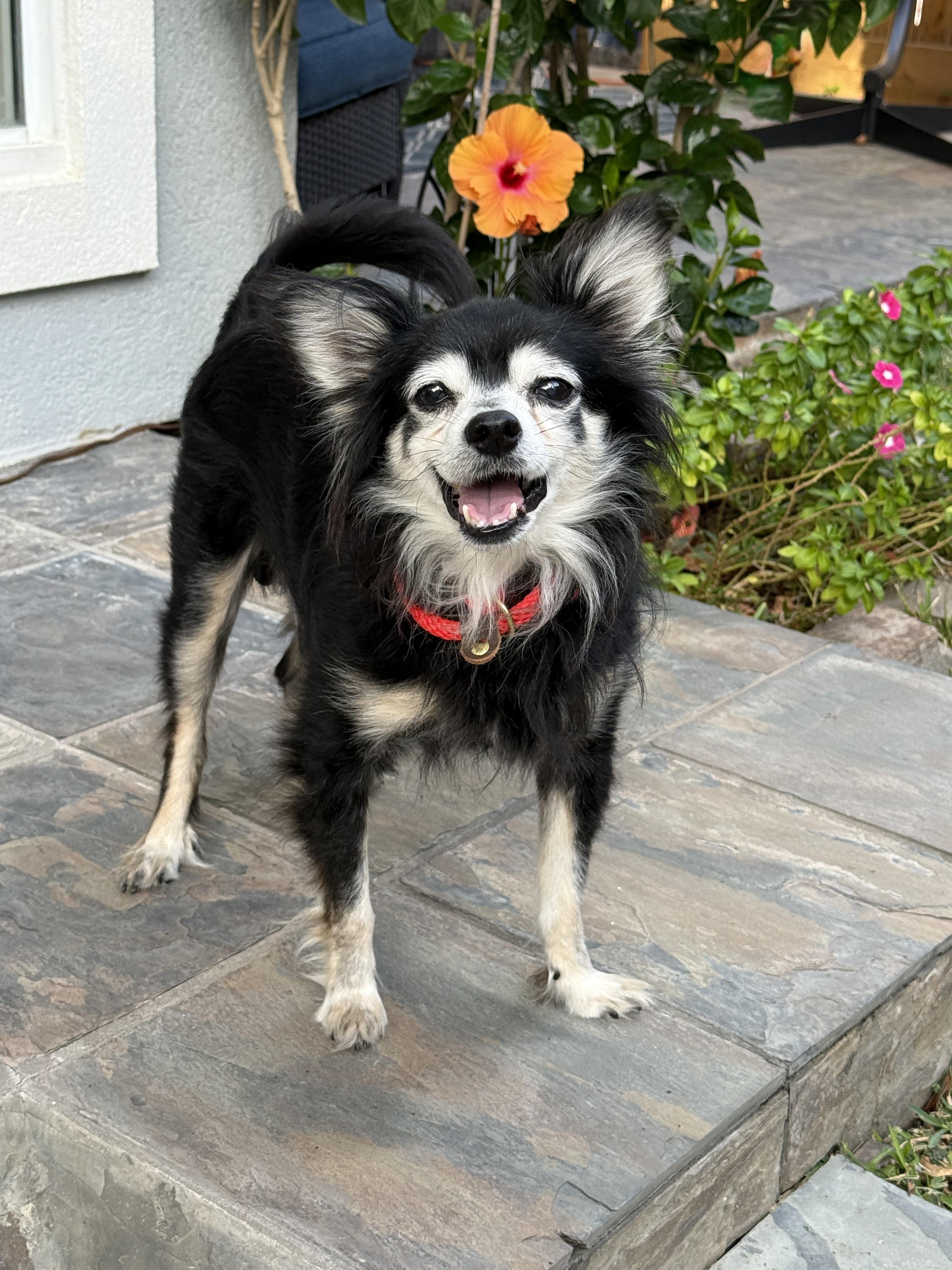 Enlarge Pierre, a ADOPTABLE mixed breed in Houston, TX image 2/5