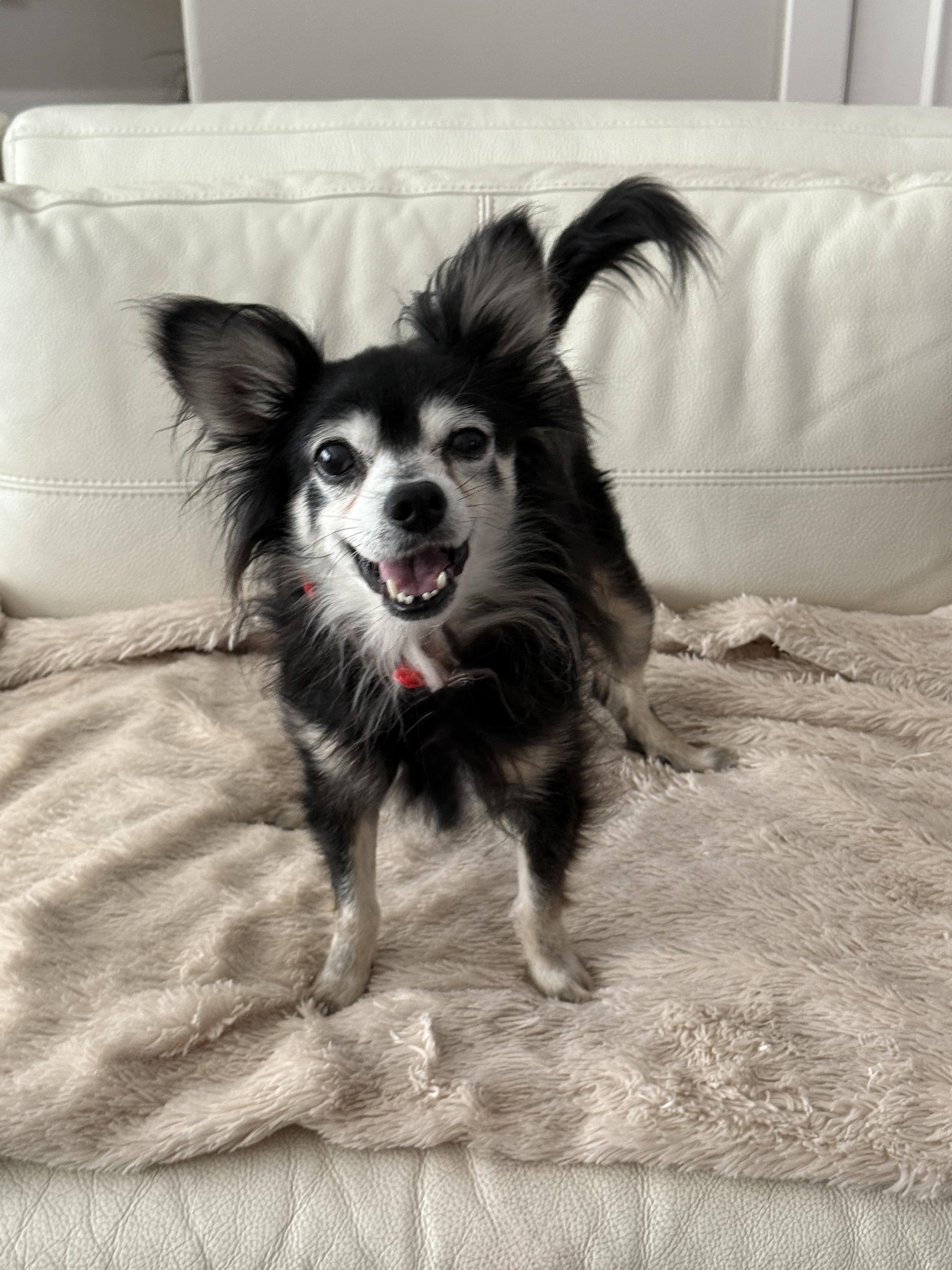 Enlarge Pierre, a ADOPTABLE mixed breed in Houston, TX image 3/5