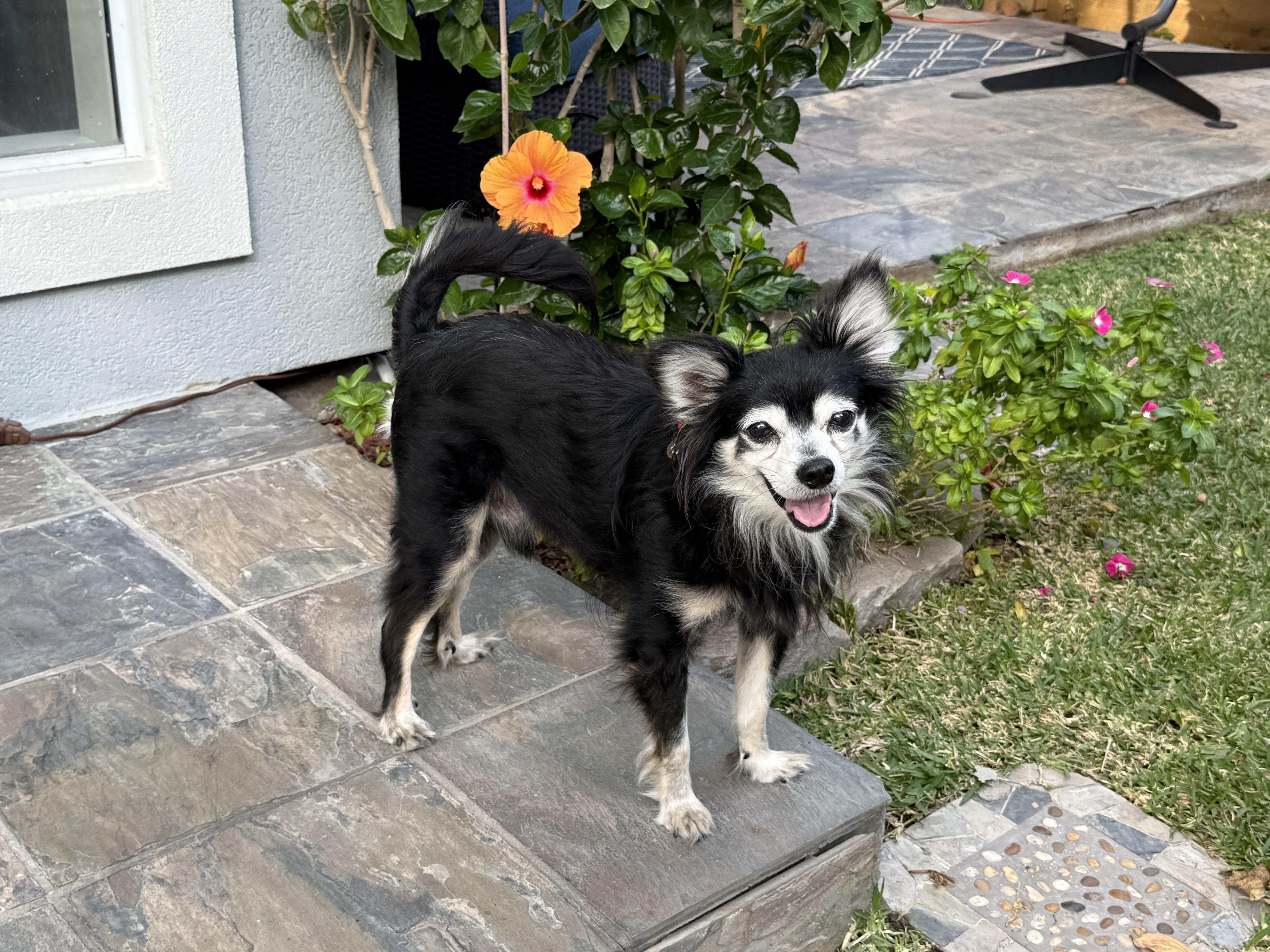 Enlarge Pierre, a ADOPTABLE mixed breed in Houston, TX image 4/5