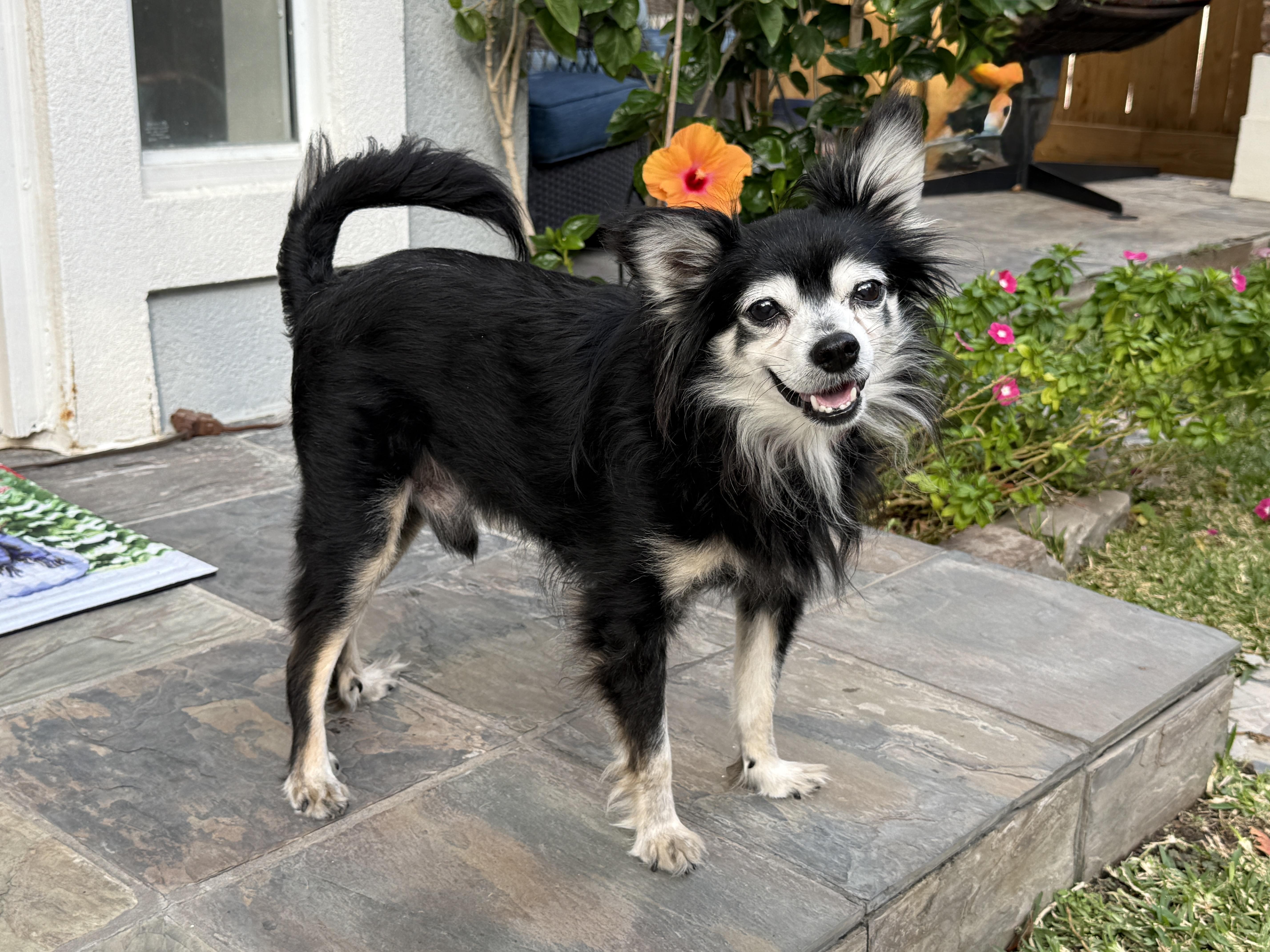 Enlarge Pierre, a ADOPTABLE mixed breed in Houston, TX image 5/5