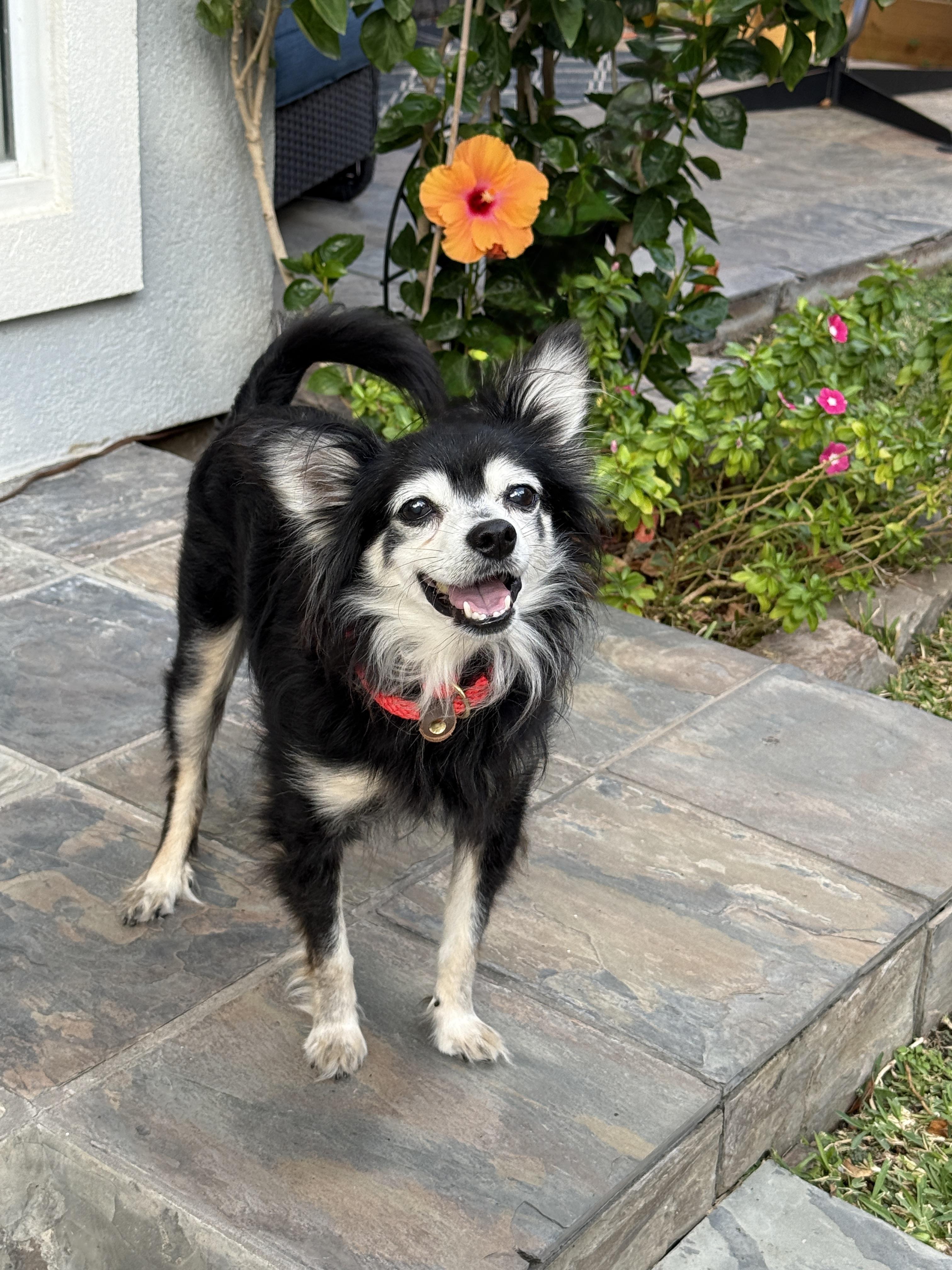 Enlarge Pierre, a ADOPTABLE mixed breed in Houston, TX image 1/5