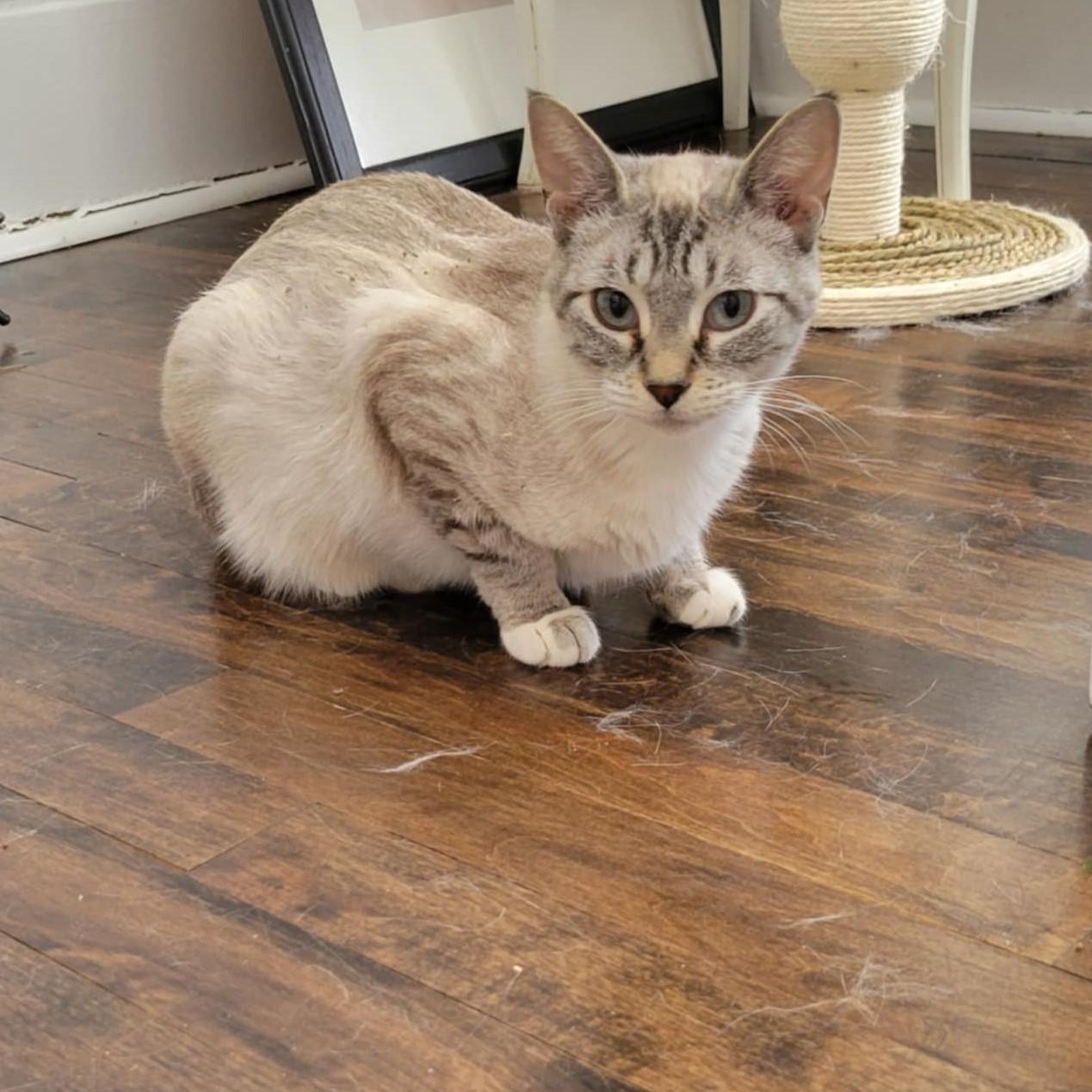 Mama Butterball, Adult Female Domestic Short Hair