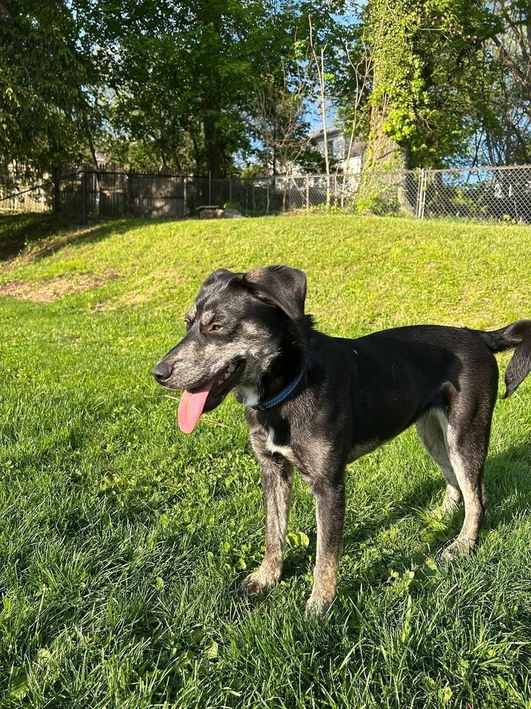 Viola, a Adoptable mixed breed in Irwin, PA image 2/6
