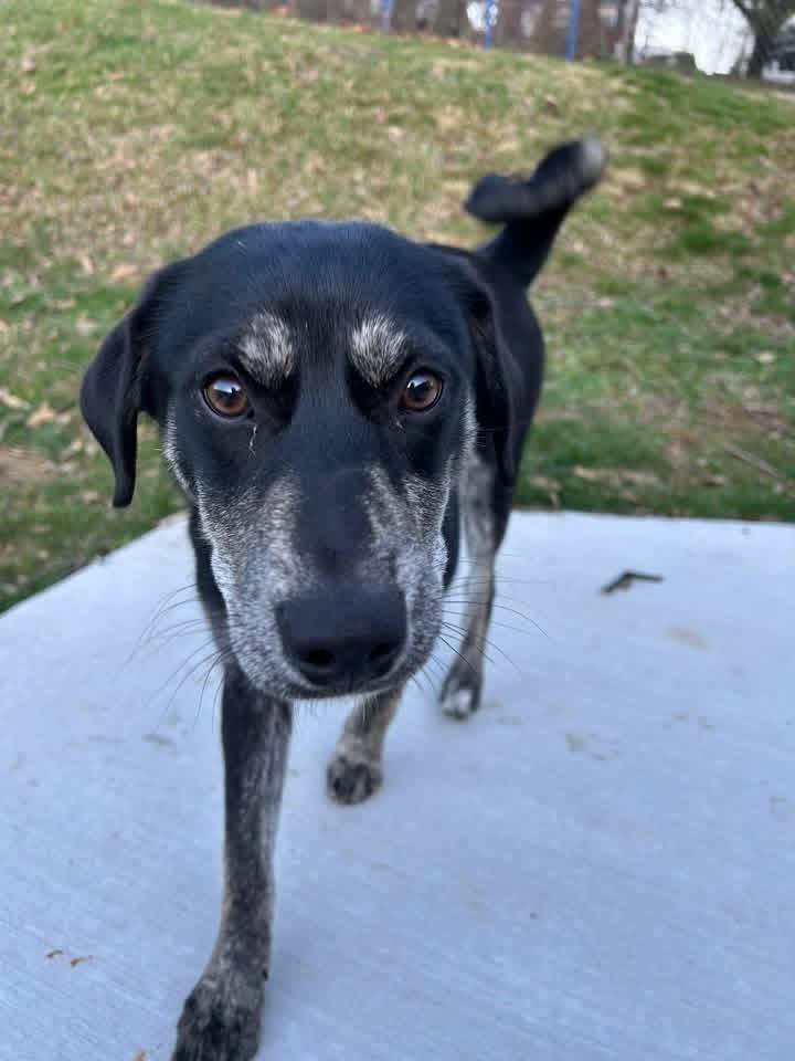 Enlarge Viola, a Adoptable mixed breed in Irwin, PA image 2/4