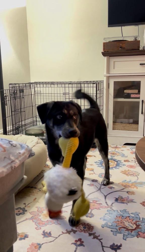 Enlarge Viola, a Adoptable mixed breed in Irwin, PA image 3/4