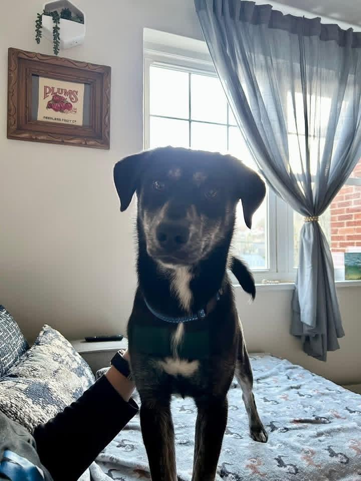 Enlarge Viola, a Adoptable mixed breed in Irwin, PA image 4/4