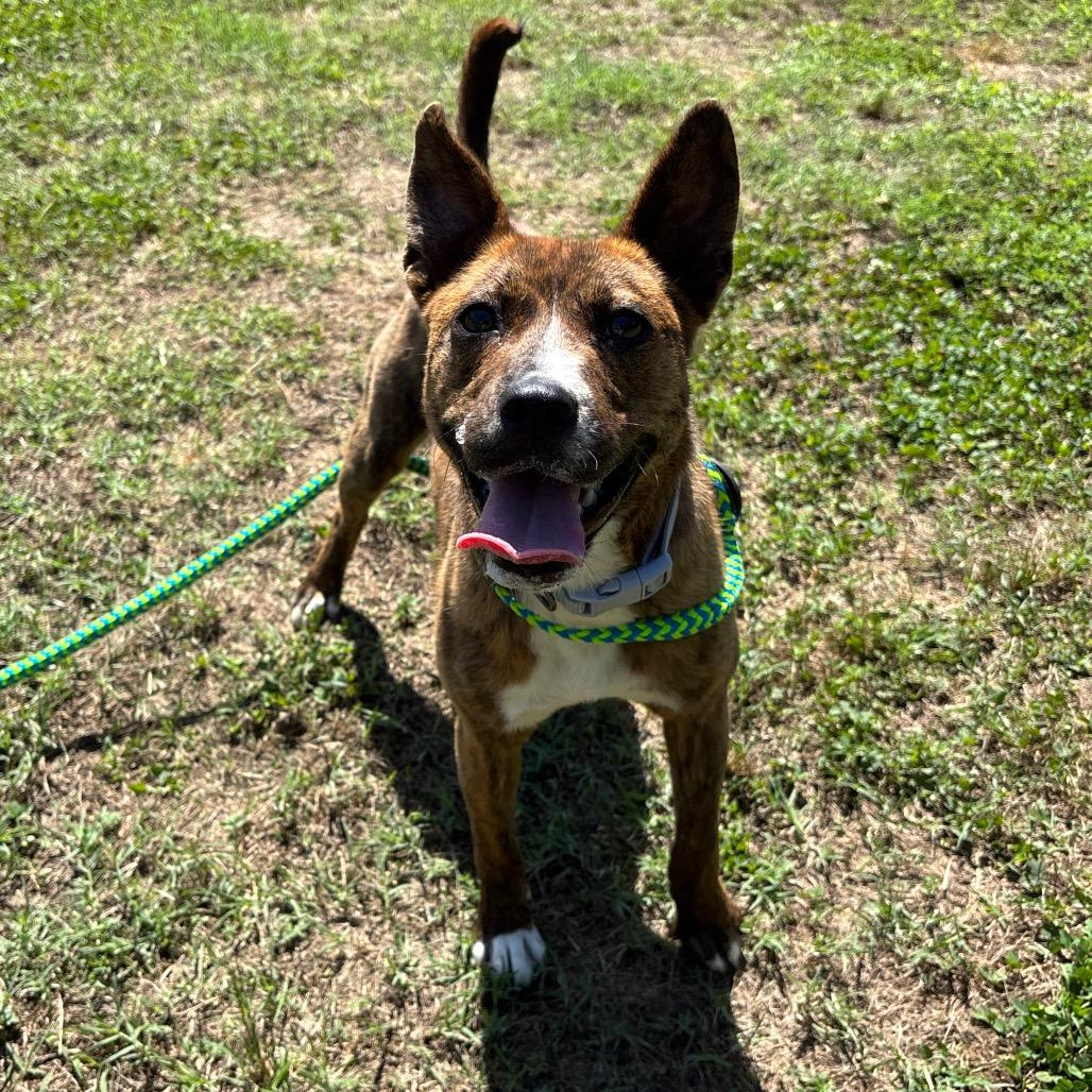 Maeve, a Adoptable Mixed Breed in Roxboro, NC image 1/6