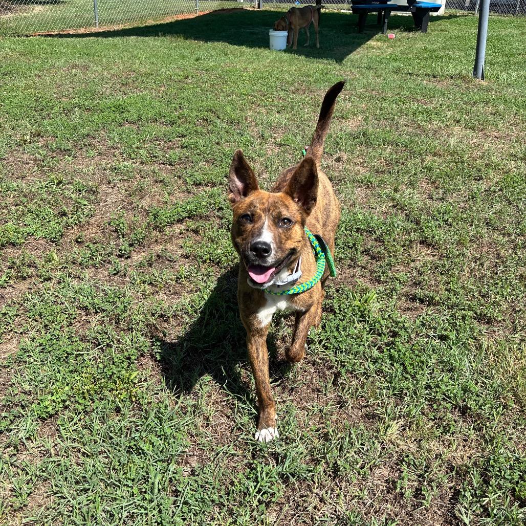 Maeve, a Adoptable Mixed Breed in Roxboro, NC image 2/6