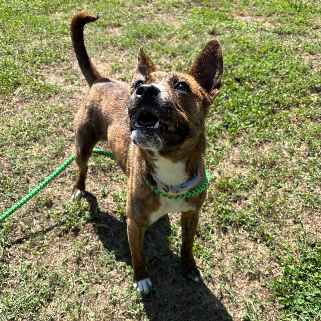 Maeve, a Adoptable Mixed Breed in Roxboro, NC image 3/6