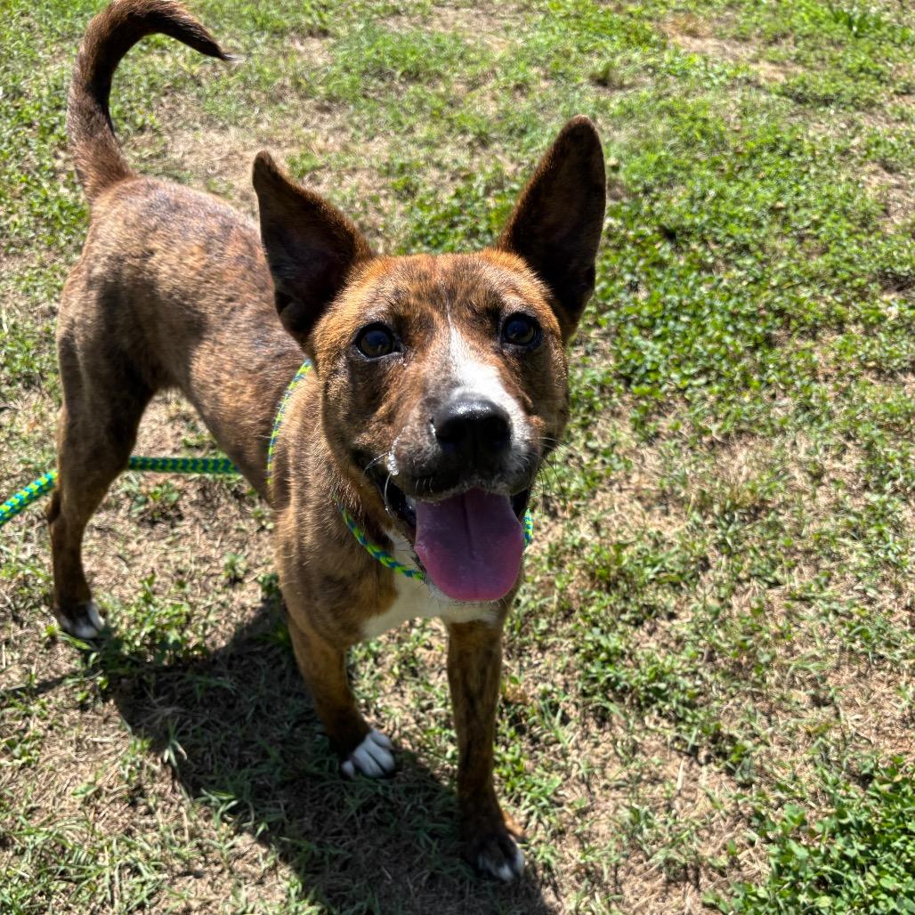 Maeve, a Adoptable Mixed Breed in Roxboro, NC image 4/6