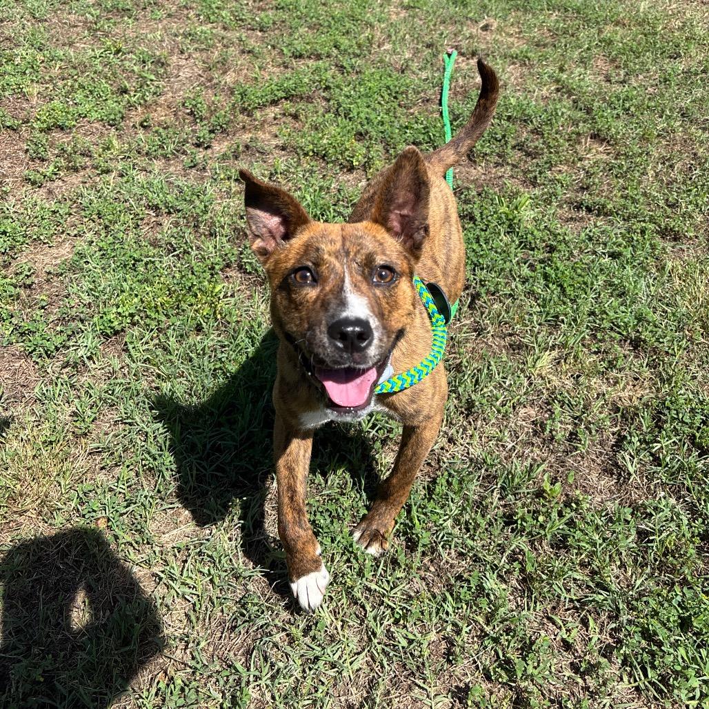 Maeve, a Adoptable Mixed Breed in Roxboro, NC image 5/6