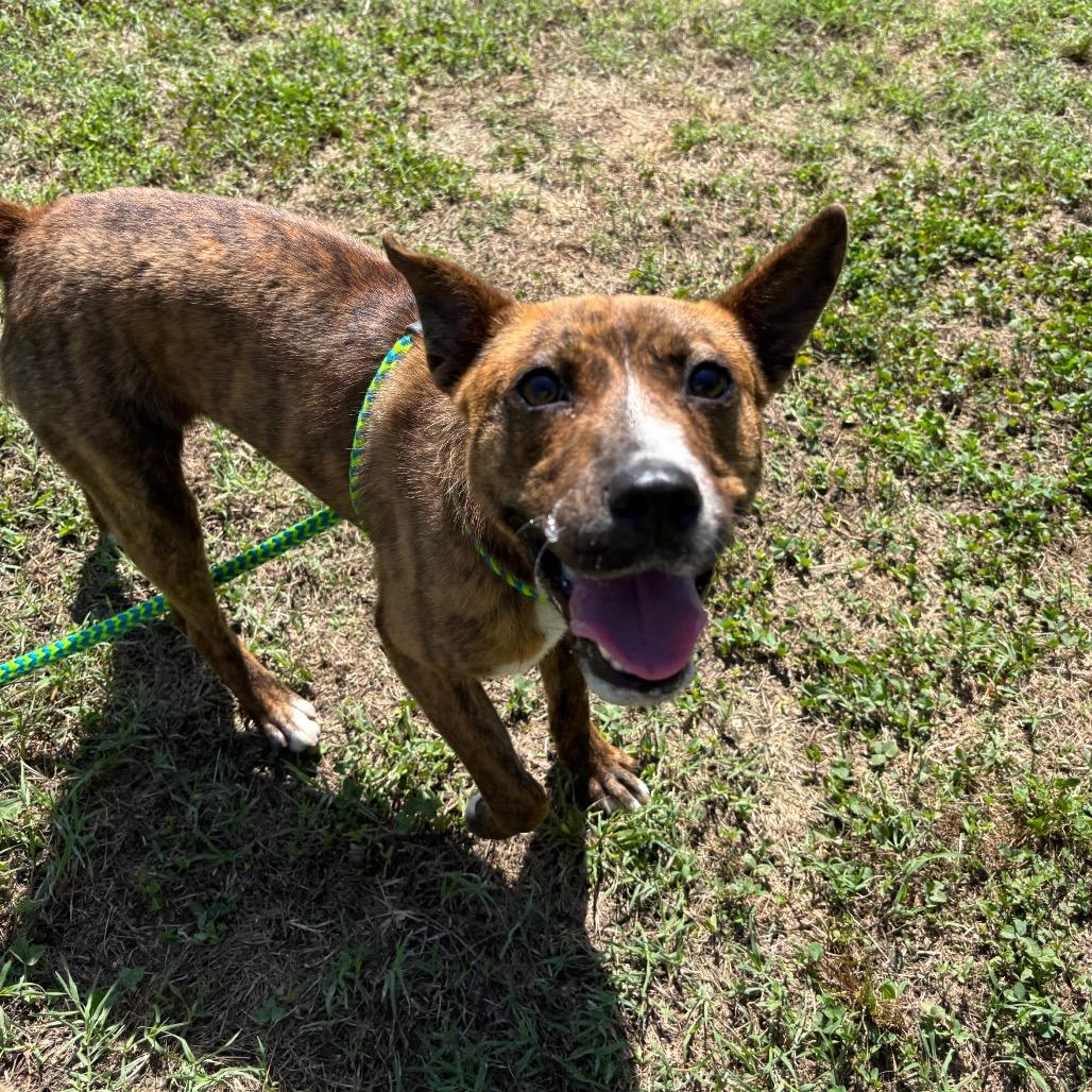 Maeve, a Adoptable Mixed Breed in Roxboro, NC image 6/6