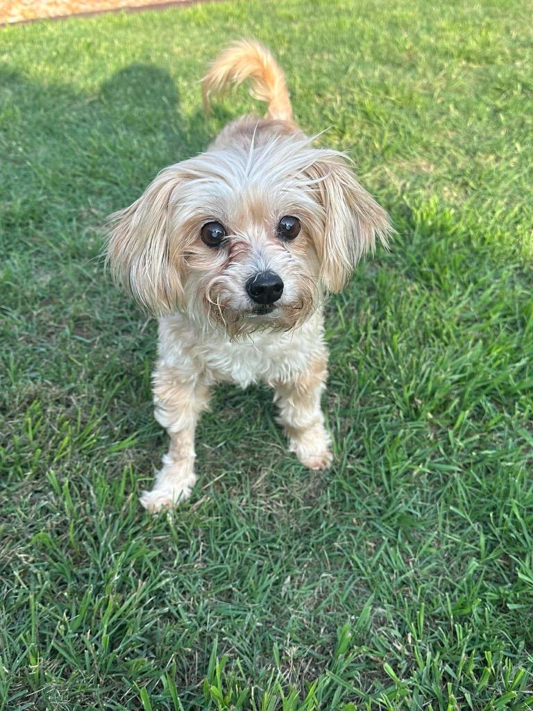 Enlarge Dina Flintstone, a Adoptable Maltese in Bryan, TX image 1/5