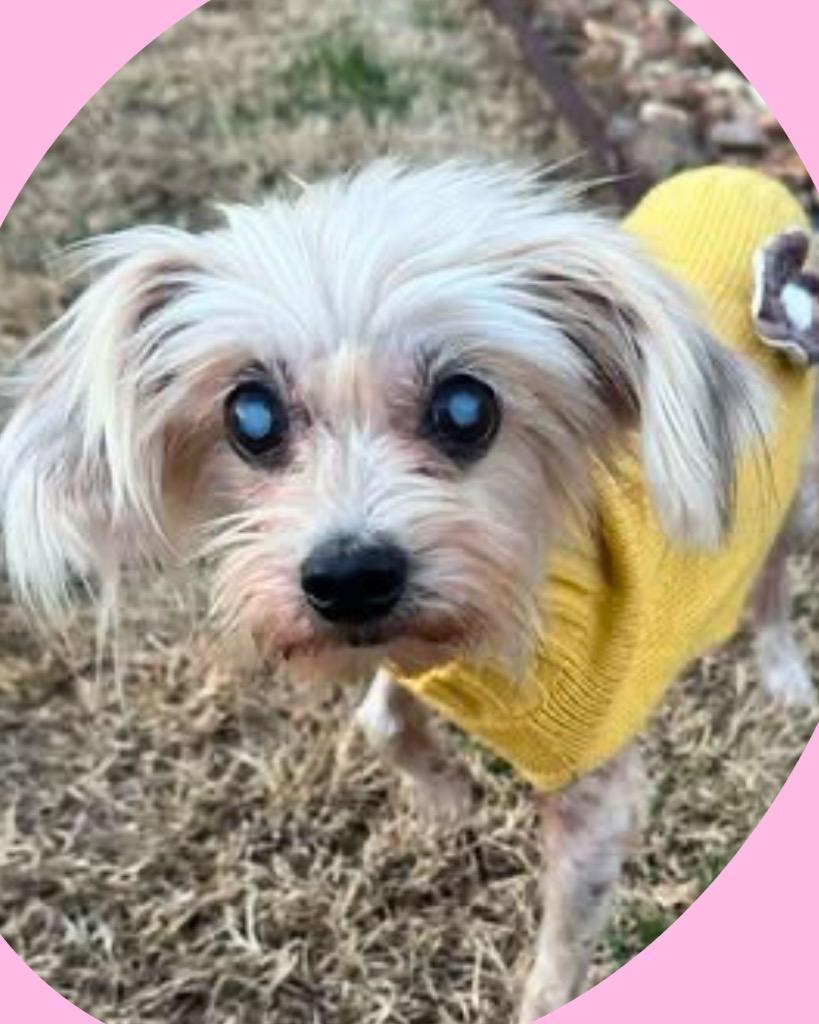 Dina Flintstone, a Adoptable Maltese in College Station, TX image 1/6