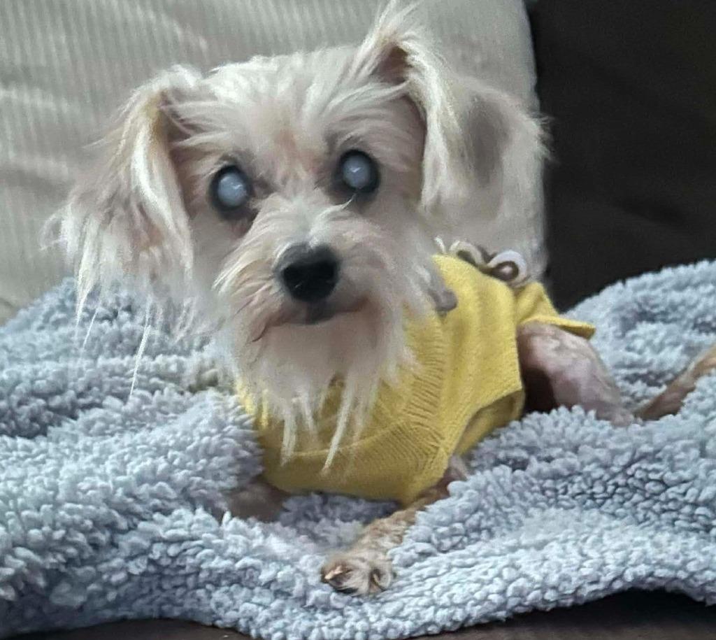 Dina Flintstone, a Adoptable Maltese in College Station, TX image 2/6