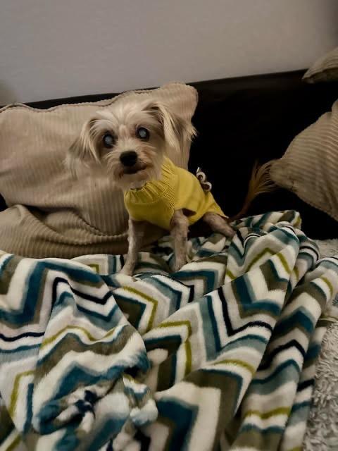 Dina Flintstone, a Adoptable Maltese in College Station, TX image 3/6