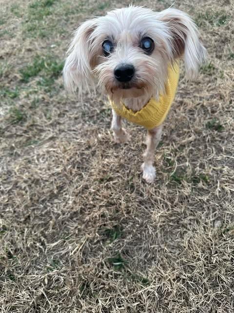 Dina Flintstone, a Adoptable Maltese in College Station, TX image 4/6