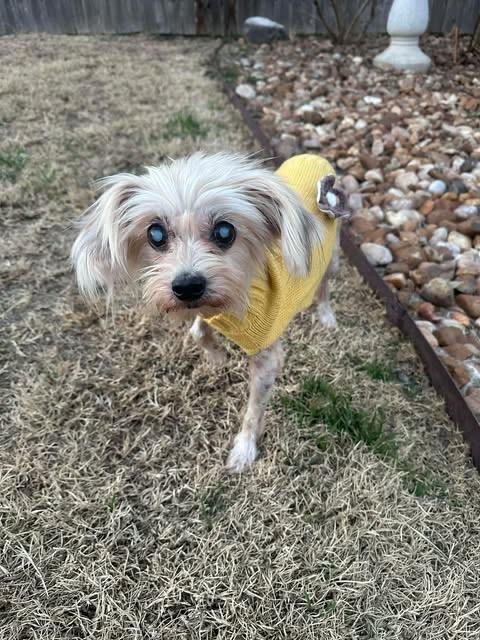 Dina Flintstone — thumbnail 5