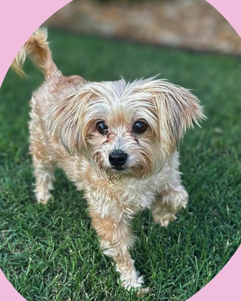 Enlarge Dina Flintstone, a Adoptable Maltese in Bryan, TX image 2/5
