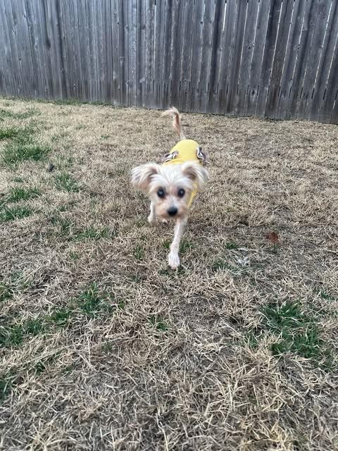 Dina Flintstone, a Adoptable Maltese in College Station, TX image 6/6